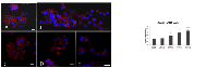 Figure 5:  Confocal microscopy analysis of E-cadherine. 