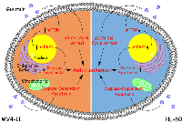 Figure 10:  Summary of the effects of genistein on AML. 