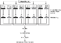 Figure 1: Samples generated for iTRAQ labelling and proteomic analysis. 