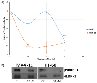 Figure  6:  Genistein  treatment  results  in  decreased  protein synthesis in MV4-11 and HL-60 cells. 