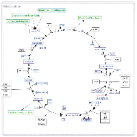 Figure 4: Tricarboxylic acid (TCA) cycle. 