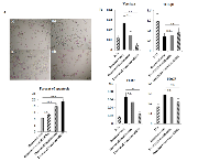 Figure 5:  The DR-PC3 cells subject to apoptosis 48 hr after treatment. 