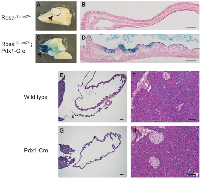 Figure 1: Pdx1 promoter drives Cre expression in the gallbladder epithelium. (A-D) 