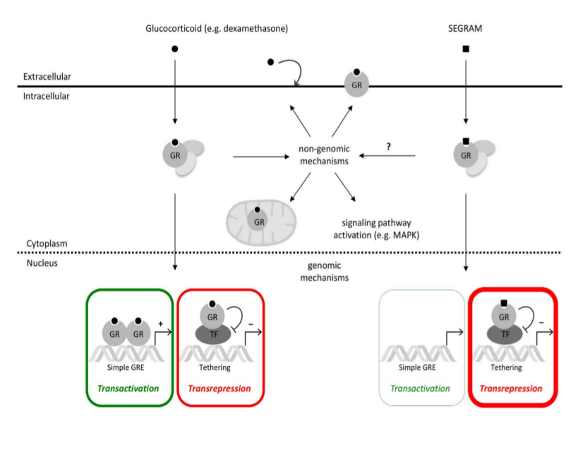 Oncoscience | Selective glucocorticoid receptor-activating adjuvant ...