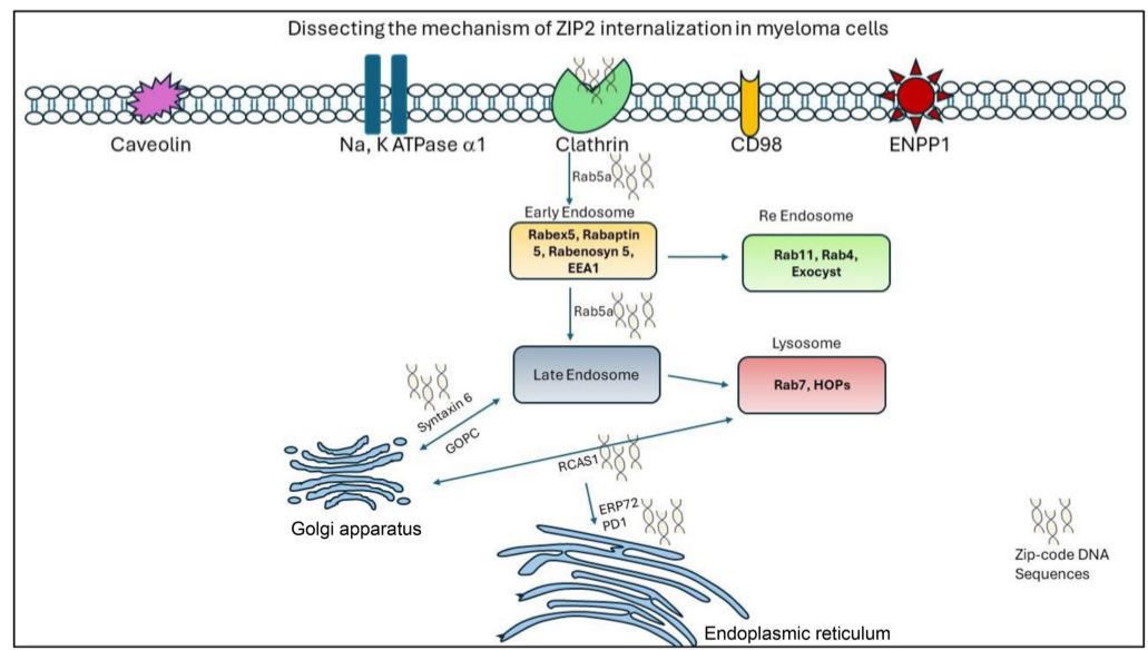 Oncoscience | Unveiling retrotransposon-derived DNA zip code for ...