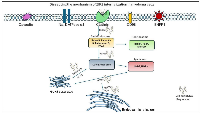 Figure 1: Schematic representation of zip-code DNA internalization in myeloma cells.