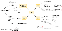 Figure 10: TME is a system composed four parts: GF and Chemokine, ECM, CAF and TAM. 