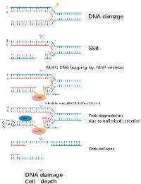 Figure 2:  Synthetic lethality between PARP inhibitors and homologous recombination deficiency. 