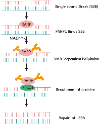 Figure 3:  The activity of PARP1 in the repair of SSB via the BER pathway. 