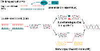 Figure 4:  DNA damage and repair pathways. 