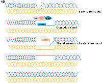 Figure 6:  HR repair pathways. 