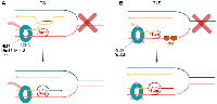 Figure 7:  Cells employ post-replicative repair to filling the DNA replication gaps. 