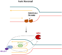 Figure 8:  Fork reversal. 