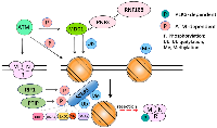 Figure 9:  53BP1 intercepts DNA repair in cell cycle. 