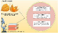 Figure 3: Effects of compounds isolated from Physalis on HGC-27 and SGC-7901 stomach cancer cell lines. 