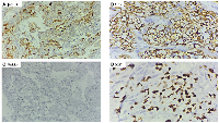 Figure 5: Immunohistochemistry analysis.
